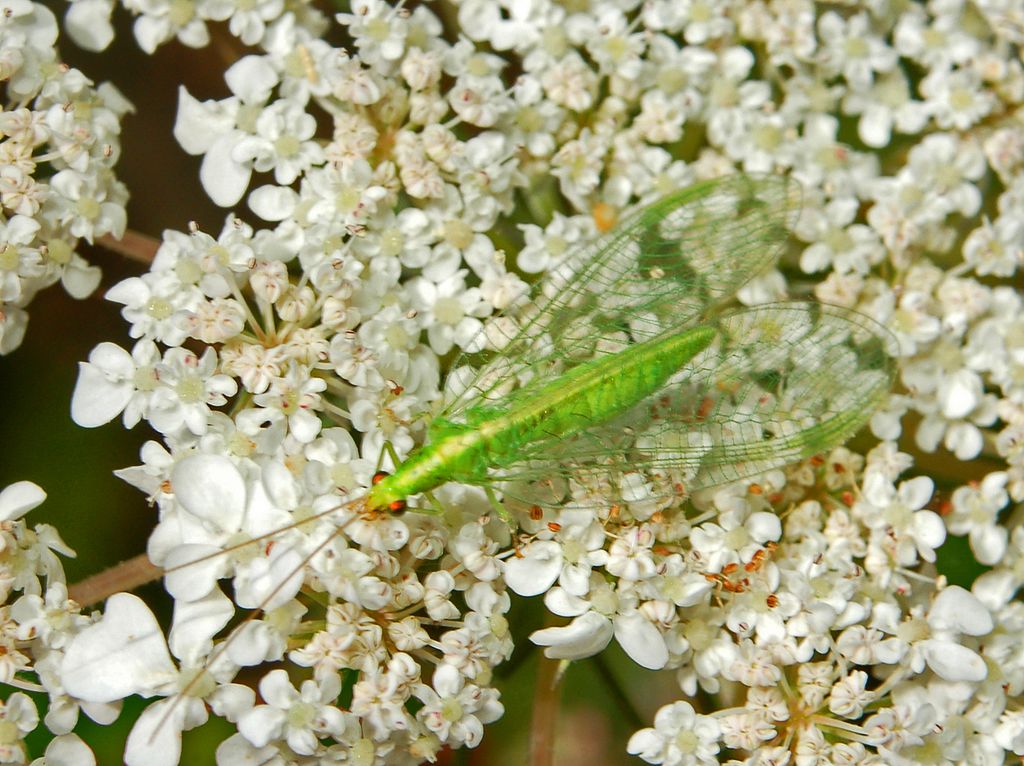 Chrysoperla carnea o pallida